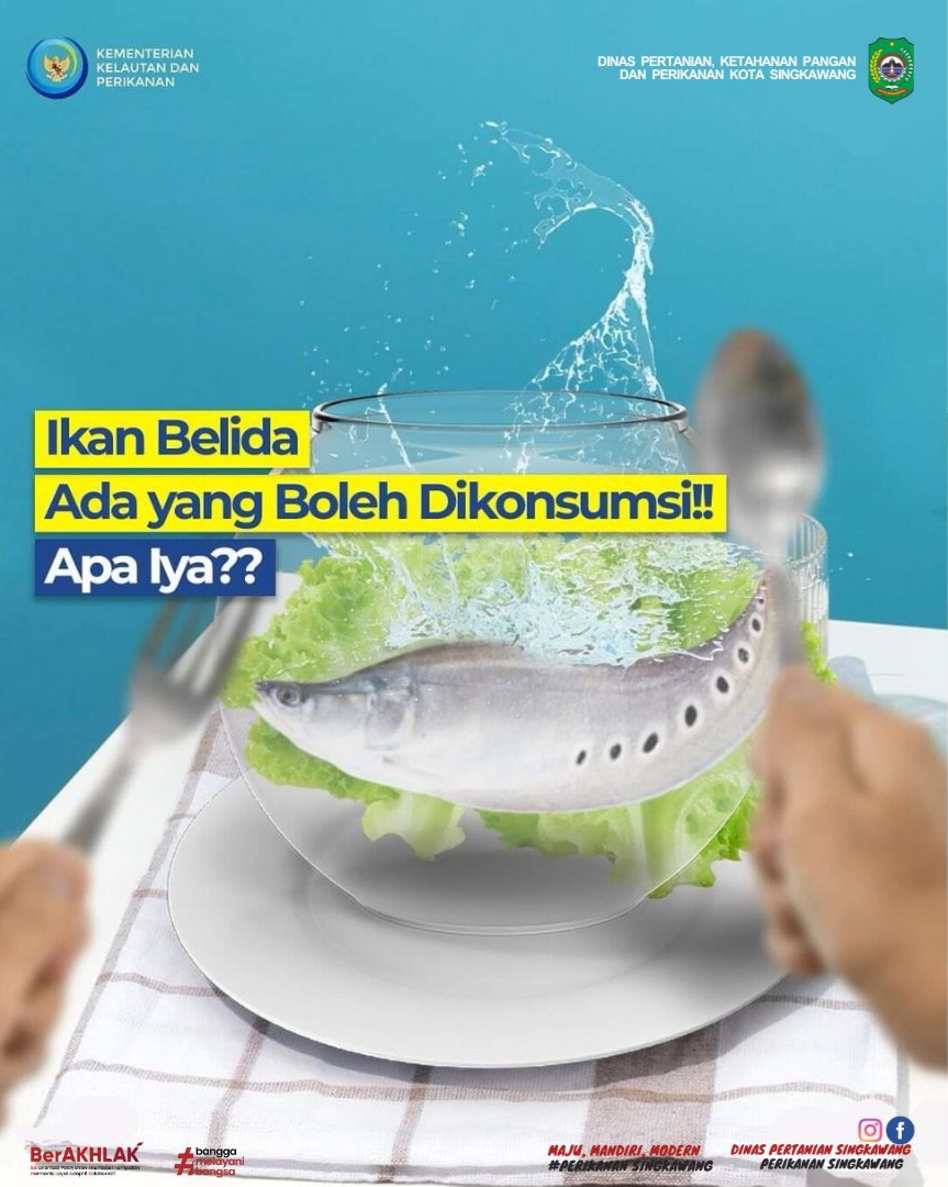 IKAN BELIDA YANG DILARANG UNTUK DIKONSUMSI